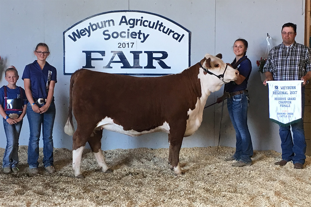 Hereford cow